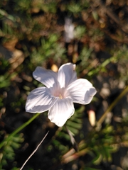 Linum suffruticosum