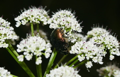 Cetonia aurataeformis