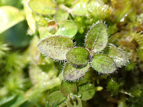 Leptostigma setulosum, photograph 6
