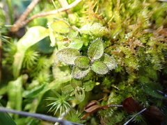 Leptostigma setulosum, photograph (c) Liadan Dickie, some rights reserved (CC BY)
