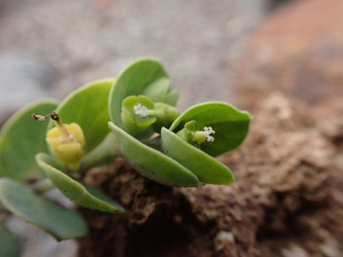 Euphorbia degeneri observed 2026-08-01