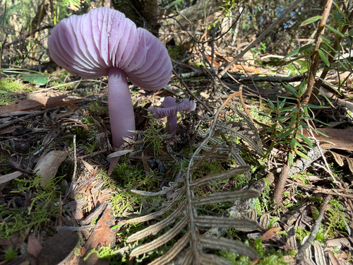 mauve splitting waxcap
