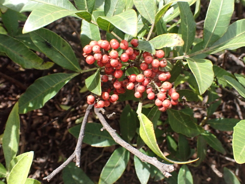 Schinus terebinthifolia observed 2026-08-01