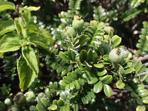 Osteomeles anthyllidifolia observed 2026-08-01