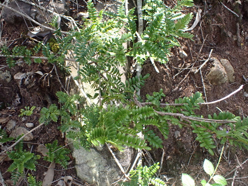 Osteomeles anthyllidifolia observed 2026-08-01