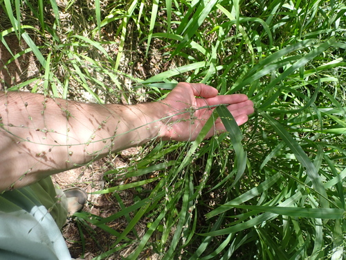 Megathyrsus maximus observed 2026-08-01