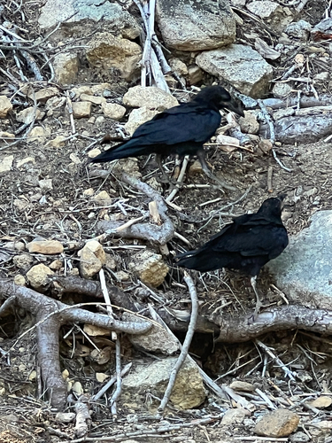 iNaturalist observation photo of Common Raven