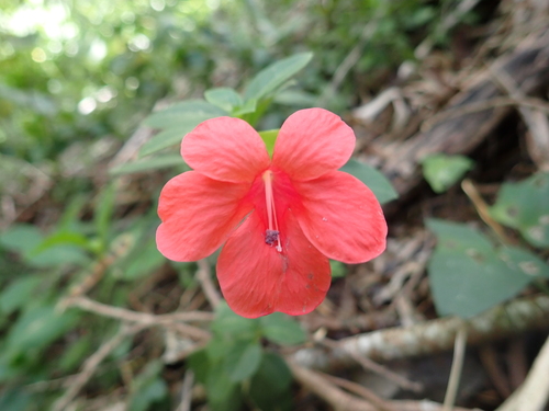 Barleria repens observed 2026-08-01