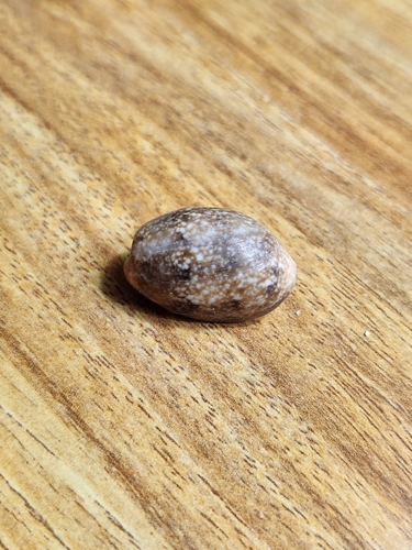 Bulla vernicosa observed 2026-08-01