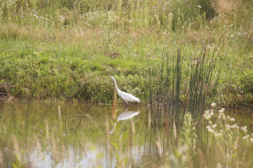 Great Egret