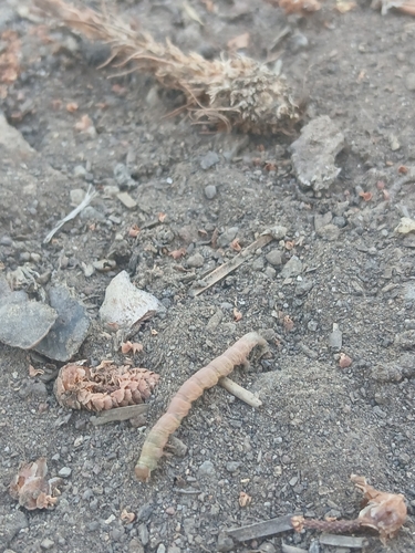 iNaturalist observation photo of Butterflies and Moths
