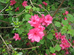 Rhododendron simsii