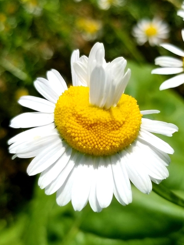 Matricaria chamomilla