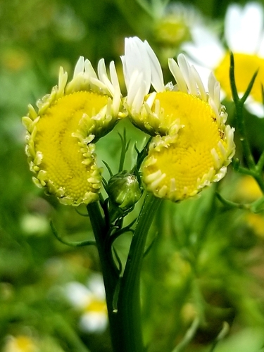 Matricaria chamomilla