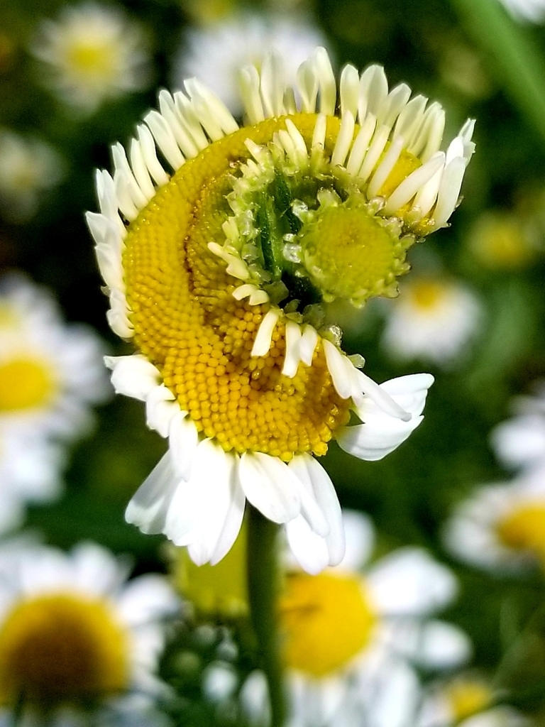 Matricaria chamomilla, Billigheim-Ingenheim, Rhineland-Palatinate, DE