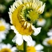 Chrysanthemen (Chrysanthemum): Herkunft und Verwendung — foto 3