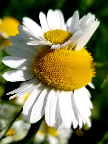 Matricaria chamomilla