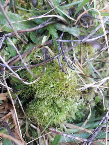 Ditrichum cylindricarpum observed 2026-08-02