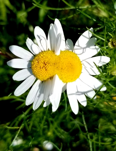 Matricaria chamomilla