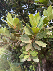 Laurus novocanariensis, photograph (c) Paul Dufour, some rights reserved (CC BY)