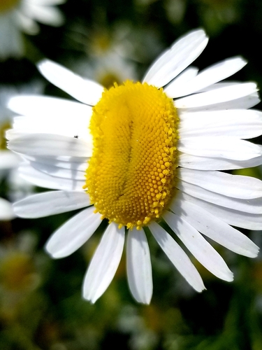 Matricaria chamomilla