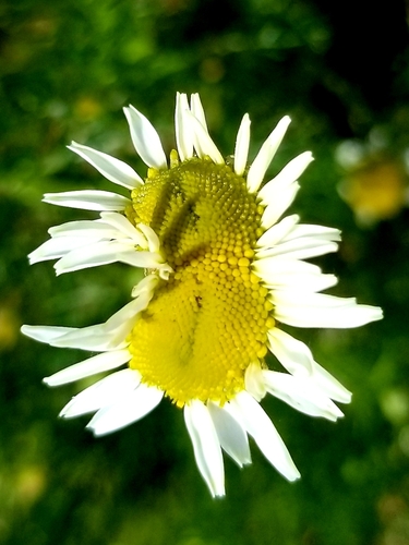 Matricaria chamomilla