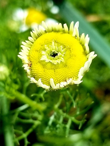 Matricaria chamomilla