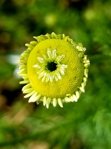 Matricaria chamomilla