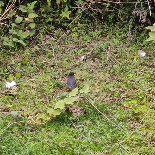 Indian Blackbird (Turdus simillimus), photo 5