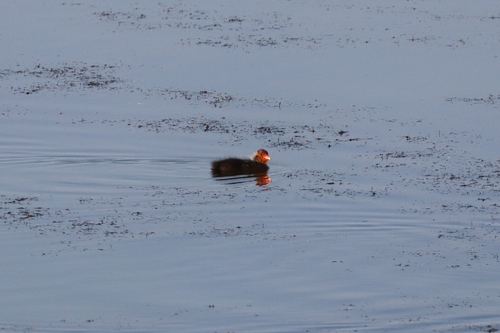 Eurasian Coot