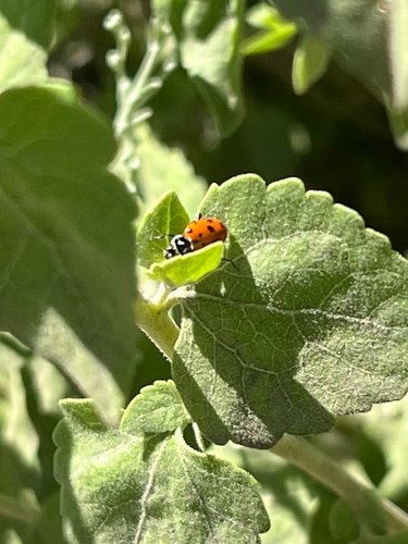 iNaturalist observation photo of Convergent Lady Beetle