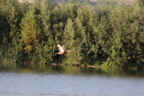 Mallard