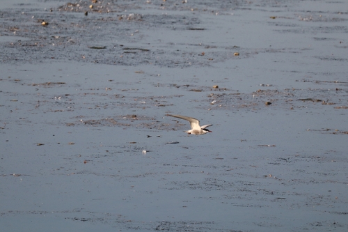 Whiskered Tern