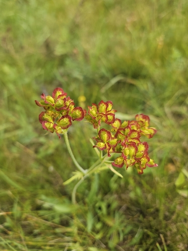 Patrinia sibirica, photograph 6