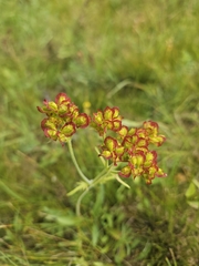 Patrinia sibirica, photograph (c) liam1294, some rights reserved (CC BY)