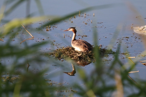 Great Crested Grebe