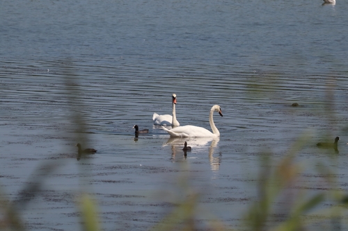 Mute Swan