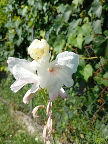 Large-flowered Gladiolus