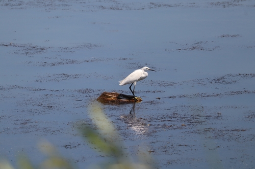 Little Egret