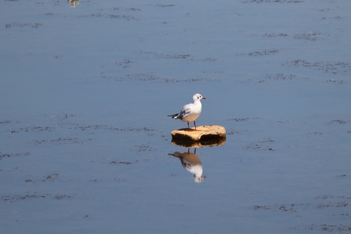 Black-headed Gull