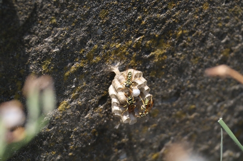 European Paper Wasp
