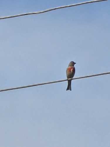 Eurasian Linnet