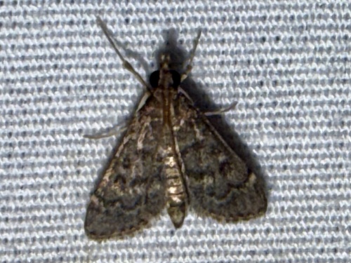 Steniodes declivalis photo 2