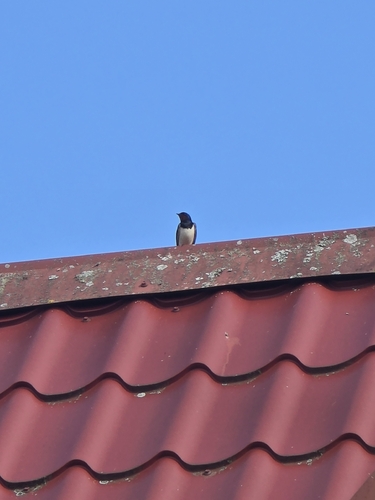 Barn Swallow