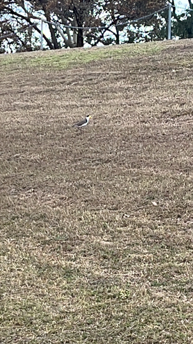Masked Lapwing