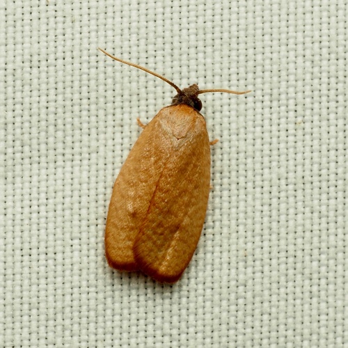 Sparganothis demissana photo 5