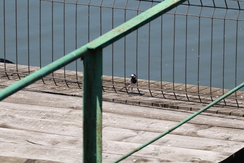 White Wagtail