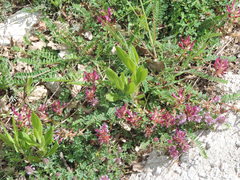 Astragalus monspessulanus monspessulanus