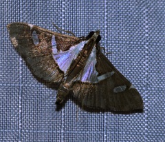Glyphodes bicolor