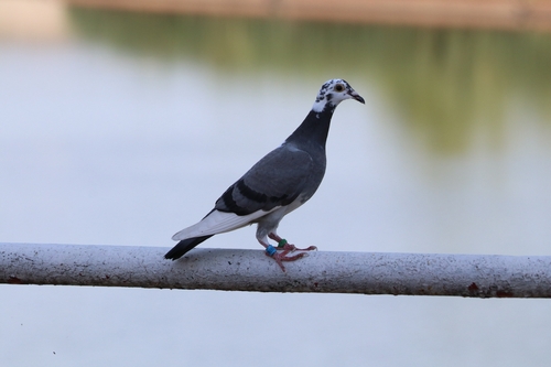 Feral Pigeon